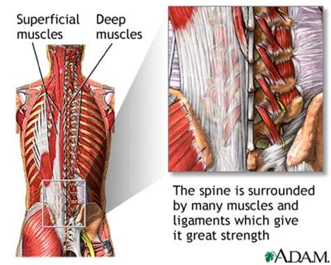 The middle trapezius and rhomboid muscles in the upper back help bring the scapulae (shoulder blades) backward to keep the shoulders back and chest open in good posture. Spine supporting structures: MedlinePlus Medical ...