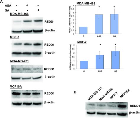 redd1 expression in various cell lines a effect of aspirin and download scientific diagram