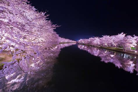 Cherry blossoms in Japan : pics