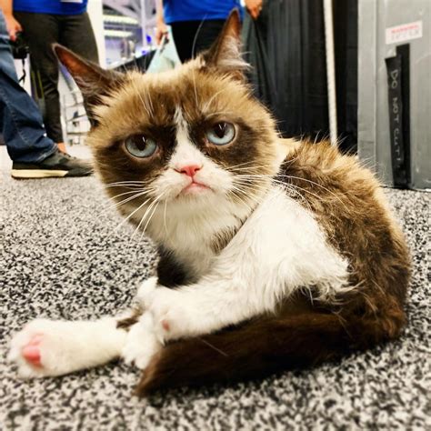 Grumpy Cat Has Sadly Passed Away The World Is Grieving