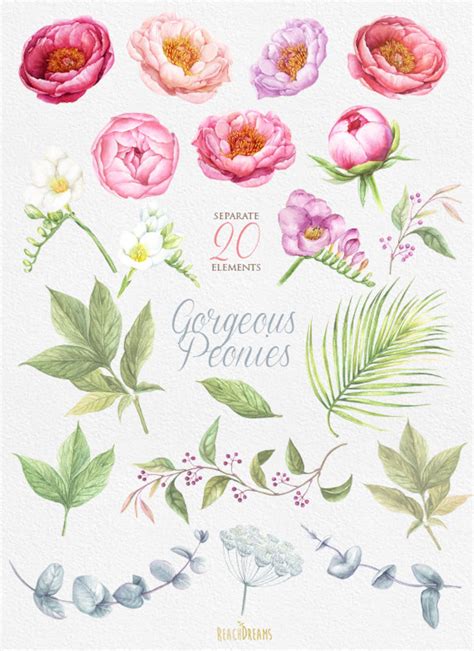 Peonies Watercolor Flowers Clipart BOHO Hand Painted Etsy