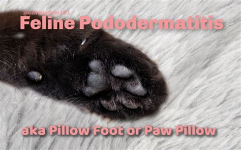 Pillow Paw Cat Treatment Cat Meme Stock Pictures And Photos