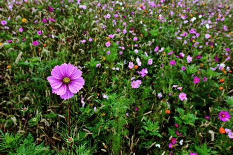 Autumn Flower Field Tall Pink Flower Flowers Free Nature Pictures By
