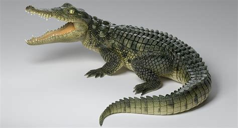 Realistic Crocodile 3d Turbosquid 1408184