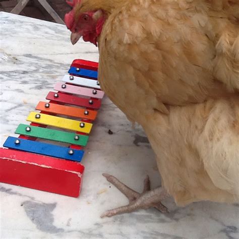 How To Train A Chicken To Play And Xylophone Parsley And Basil