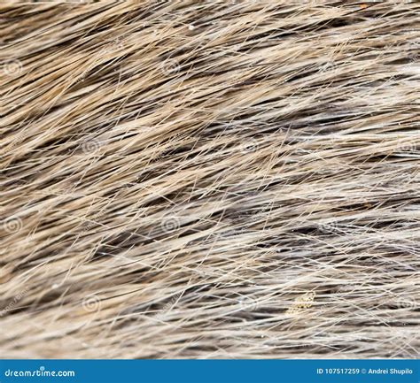 Mouse Fur As Background Stock Image Image Of Biology 107517259