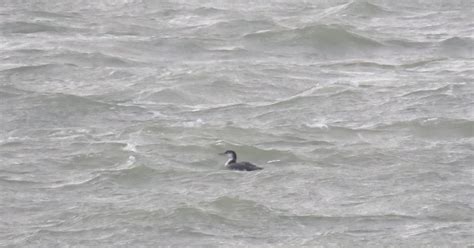 Birding The Selsey Peninsula 14th 16th January 2020