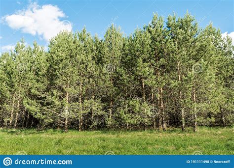 Many Young Pines Grow In A Green Meadow Sunny Summer Day With Blue Sky