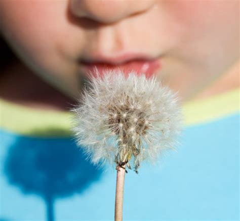 Kid Blowing Dandelion Seeds Closeup Stock Image Image Of Flower