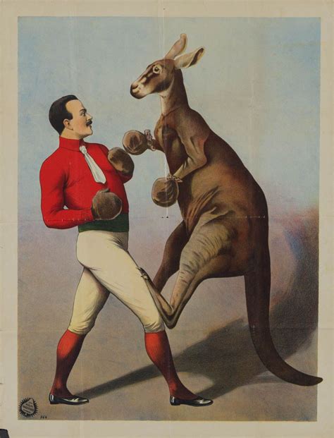 Vintage Print Boxing Kangaroo