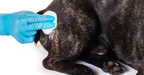 Drożdżaki u psa objawy leczenie i zapobieganie drożdżycy