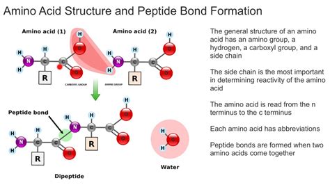 Amino Acid Structure And Peptide Bond Formation Youtube