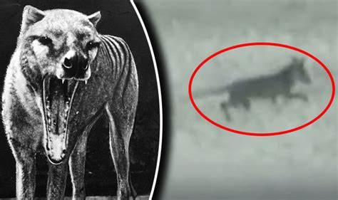 Tasmanian Tiger Footage Adds To Evidence Mysterious Creature Is Not