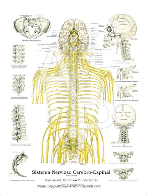 .illustrations of the model, and share them here to provide a resource for teaching and explaining anatomy. Anatomy of the Spine (part 2: Thoracic) - Elliots World