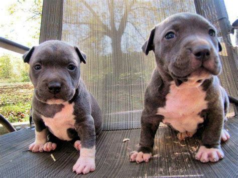 Adorable Blue And White Blue Nose Puppies Cute Dogs Cute Animals