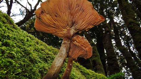 Humongous Fungus Among Us Fall Scenes From Western Oregon Kpic