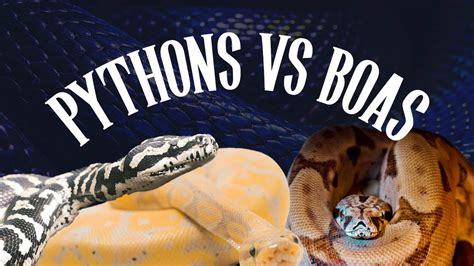 Python Vs Boa The Ultimate Showdown Youtube