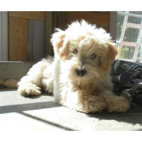 Schnoodle All Sizes Schnoodles Schnoodle Puppies For Sale