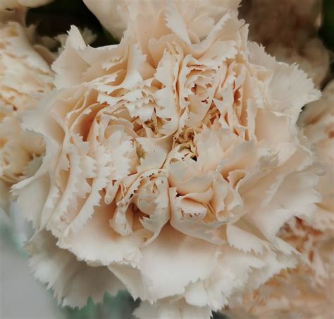 Carnation Peach Brut Standard Carnation Carnations Flowers By