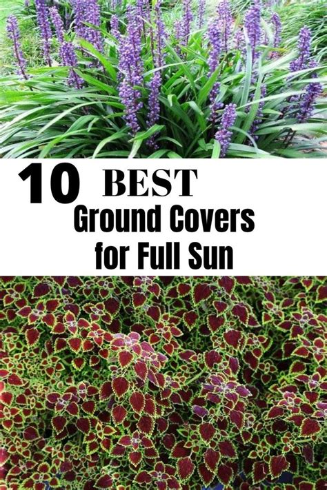 I love color in the garden. These flowering ground covers work great for a full sun ...