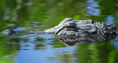 Two Orange Alligators Spotted In South Carolina Insidehook