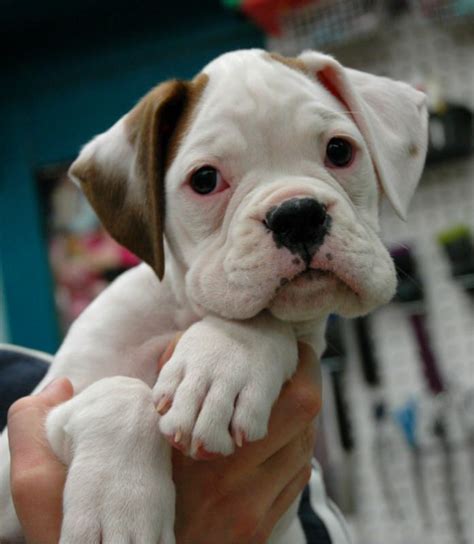 I Could Keep This Guy Beautiful White Boxer Pup With Brown Ear