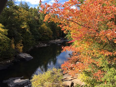 Maryland Fall Foliage Report October 1 2020