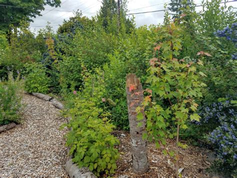 The Shrub Layer Of A Food Forest 5 Reasons Shrubs Are Awesome