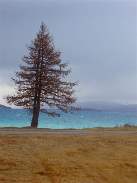 Free Stock Photo Of Lake Pukaki Tree Photoeverywhere