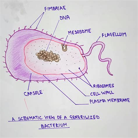 The dna is in a nuclear membrane. PROKARYOTES AND EUKARYOTES - the virtual notebook