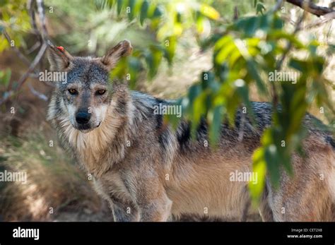 Captive Mexican Gray Wolf Canis Lupus Baileyi In A Man Made Habitat