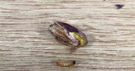 Woman Finds Dead Maggot In Her Pistachio Nuts But Tesco Say Its Fine