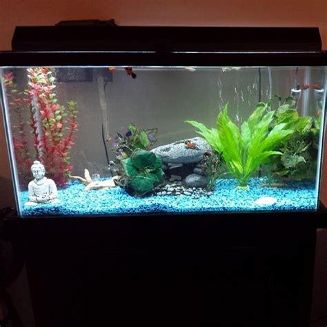 New 40 Gallon Setup Aquariums