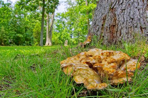 163365 Large Mushroomfungus At Base Of Oak Tree Please Flickr