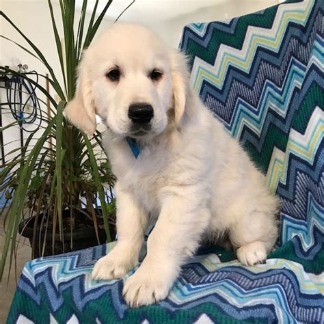 Perched on a mountain top that is nestled amongst the endless mountains of northeastern pa, we have shared our lives with golden. Golden Retriever puppy for sale in EAST EARL, PA. ADN ...