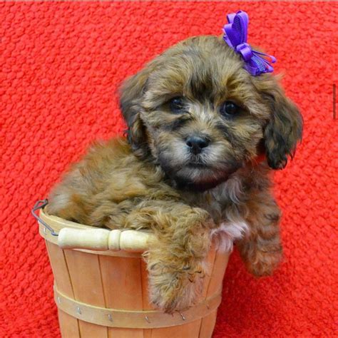 Getting a puppy to mitigate the isolation. LHASAPOO | FEMALE | ID:3739-RS - Central Park Puppies