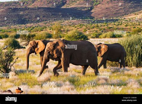 African Elephant Loxodonta Africana Damaraland Kunene Region
