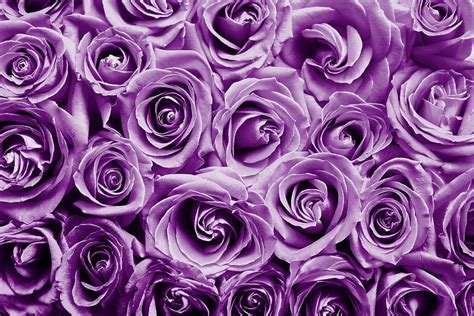 Purple Roses Photograph By Top Wallpapers