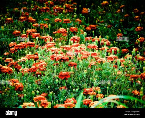 Field Of Marigold Flowers Calendula Officinalis Linn Stock Photo Alamy
