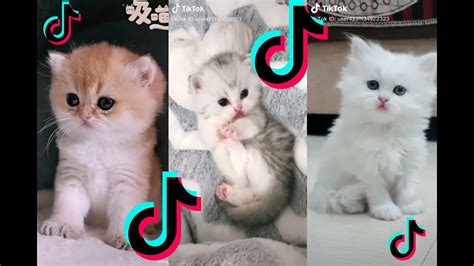Video Anak Kucing Lucu Banget Youtube