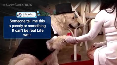 Uk Woman Marries Her Dog On Live Tv But No Ones Impressed Trending