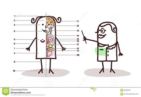 Cartoon Female Anatomy Lesson Stock Vector Illustration Of Professor