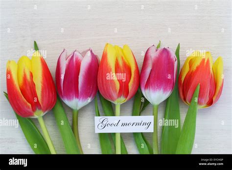 Good Morning Card With Colorful Tulips Stock Photo Alamy