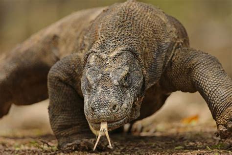 Komodo Dragon The Largest Lizard On Earth