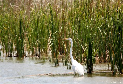 Great White Heron In Reeds Free Stock Photo Public Domain Pictures