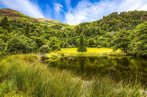 Picture Nature United Kingdom Minffordd Wales Spruce Forest Grass