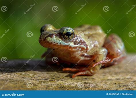 Little Brown Frog Stock Photo Image Of Watching Small 70034262