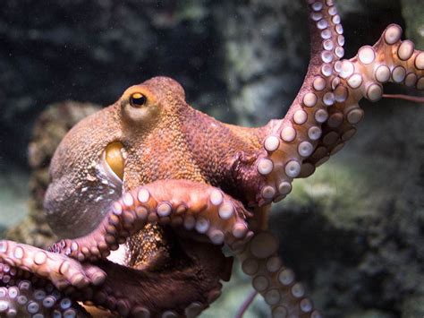 Octopus Deep Sea Creatures Octopus Ocean Creatures