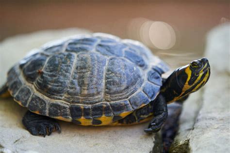 Yellow Belly Turtle 101 Habitat Care Diet Size And More