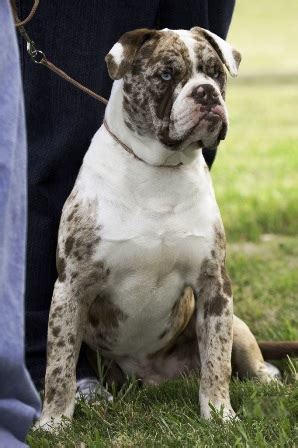 What is known is that the breed was so named prior to 1979 for the alapaha river that ran near the home of lana lou lane, a dog breeder from. Alapaha Blue Blood Bulldog Breed Information: History ...